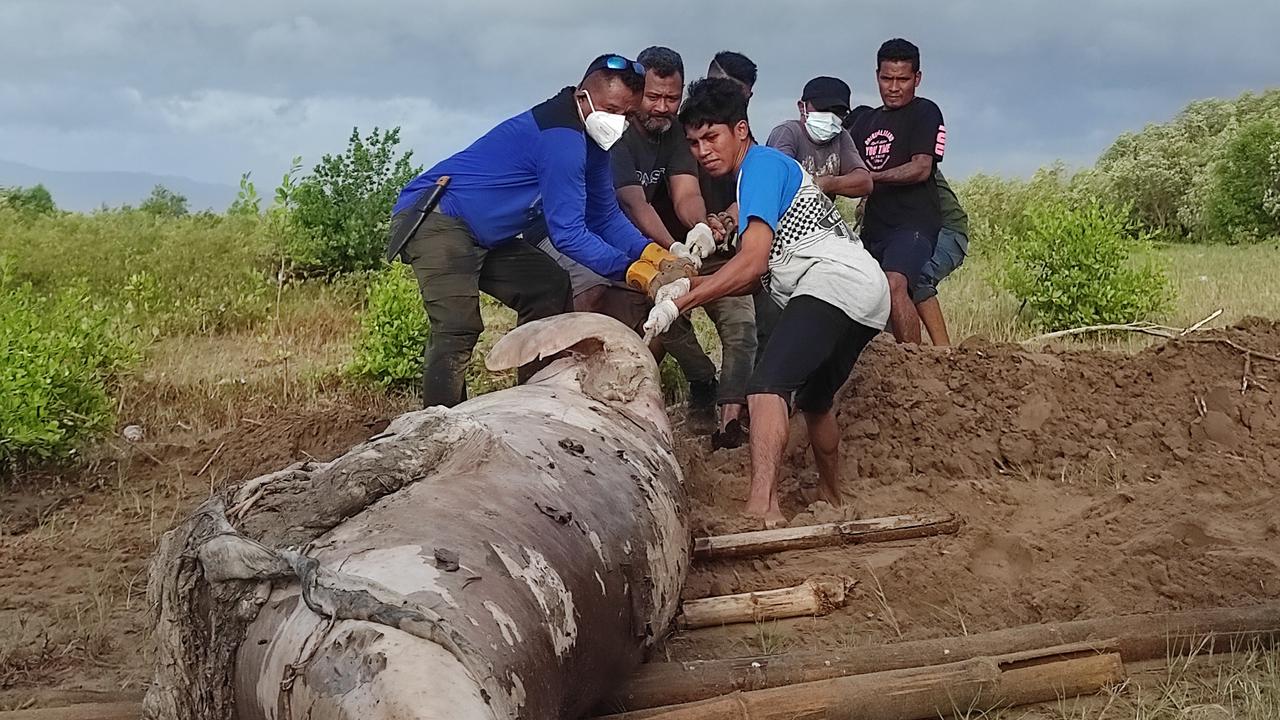 Dugong Sepanjang 2 Meter Mati Terdampar di Perairan Kupang