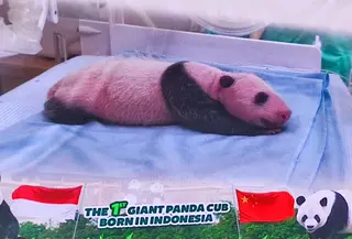 Bayi panda di Taman Safari Bogor