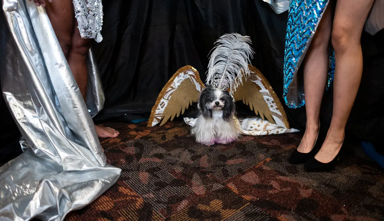 Seekor anjing mengenakan sayap menunggu di belakang panggung untuk New York Pet Fashion Show ke-17 di New York City, Kamis (6/2/2020). Acara ini menampilkan pertunjukan anjing yang berjalan di catwalk dengan kostum yang unik. (Photo by Johannes EISELE / AFP)