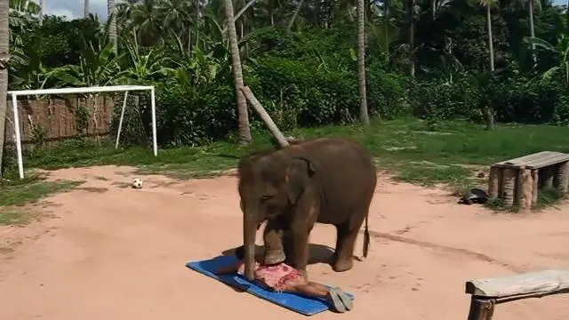 Gajah yang Bisa Memijat, Berani Coba?