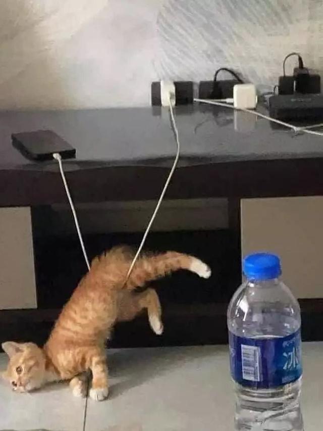 10 Potret Nyeleneh Kucing Tersangkut Waktu Usil, Penampakannya Bikin Nyengir