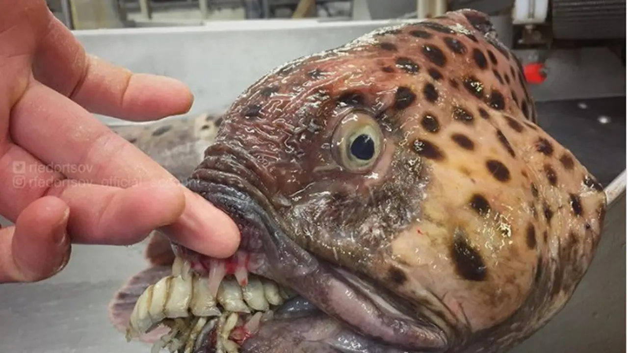 Bikin Merinding, Nelayan Rusia Tangkap Ikan Monster Mengerikan