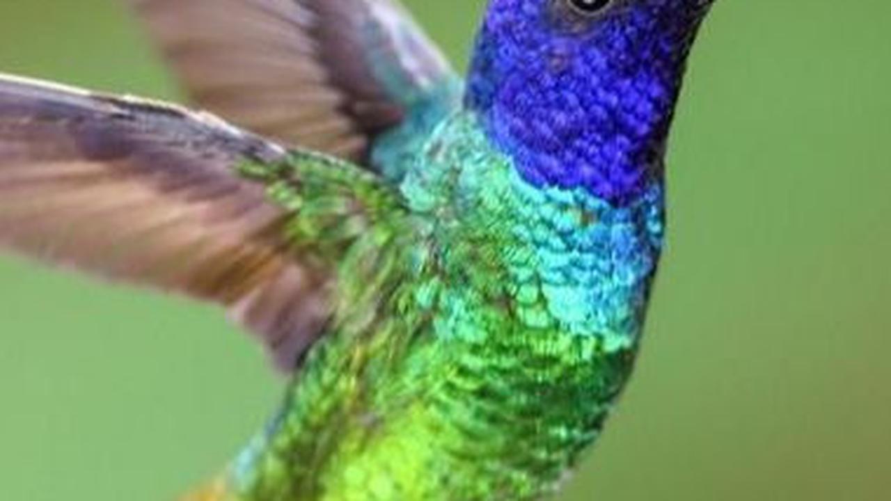2. Burung Kolibri<br>