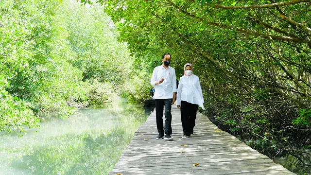 Presiden Jokowi dan Ibu Iriana di Hutan Mangrove Bali