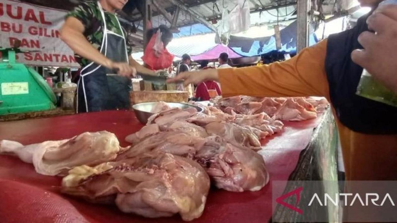 Antisipasi Imlek dan Ramadhan, Pasokan Daging Ayam Babel Ditambah 30 Ton
