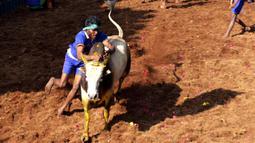 Seorang peserta India mencoba menaklukkan banteng di festival tahunan menjinakkan banteng, Jallikattu, di Desa Avaniyapuram di pinggiran Madurai, Negara Bagian Tamil Nadu, India, Rabu (15/1/2020). Mereka berusaha untuk menaklukkan banteng dengan memegang tanduknya kuat-kuat. (Xinhua/Stringer)