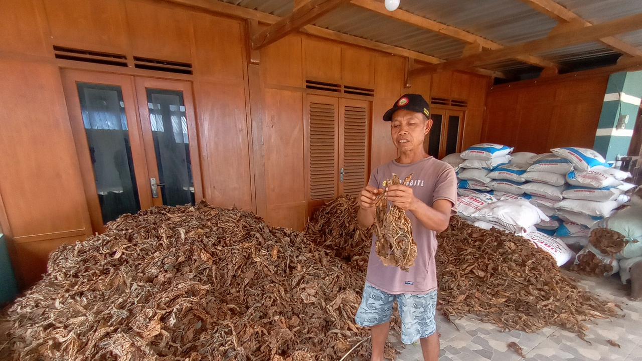 Budimin (57) memperlihatkan petikan pertama dan kedua Mbako Siluk kering sebelum disetorkan ke pabrik rokok di Klaten dan Temanggung.