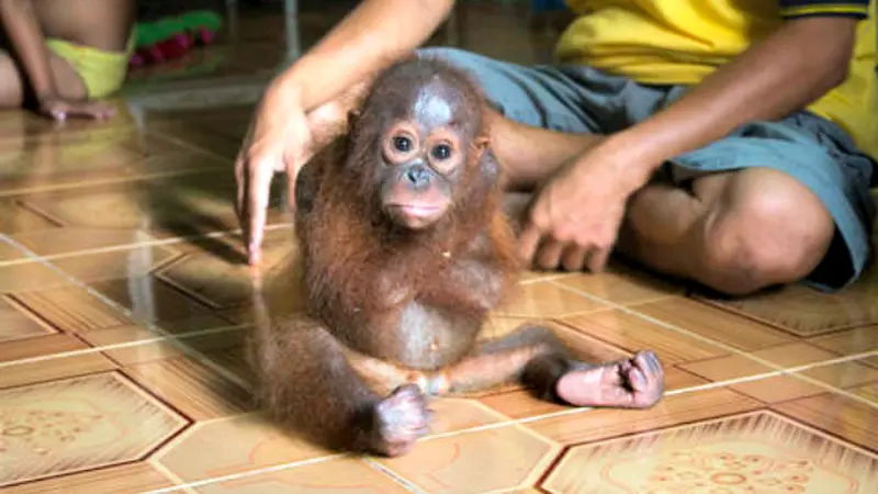 Lucunya Bayi Orangutan Belajar Memanjat Lagi *VIDEO