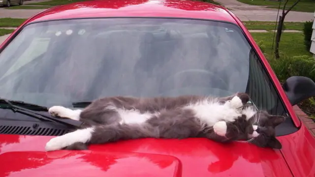 [Bintang] 15 Gambar yang Menunjukkan Kucing Adalah Hewan Pemalas