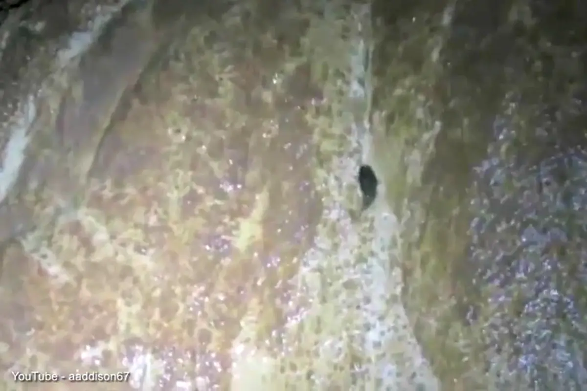 Wow, Ikan Lele Memanjat Tebing Tegak Lurus 