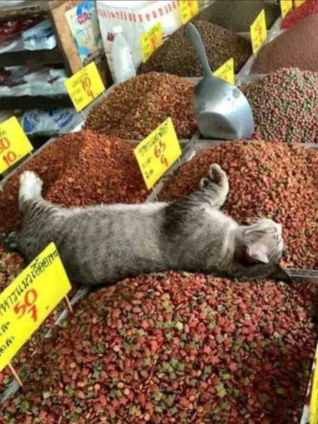 Kucing Mukbang