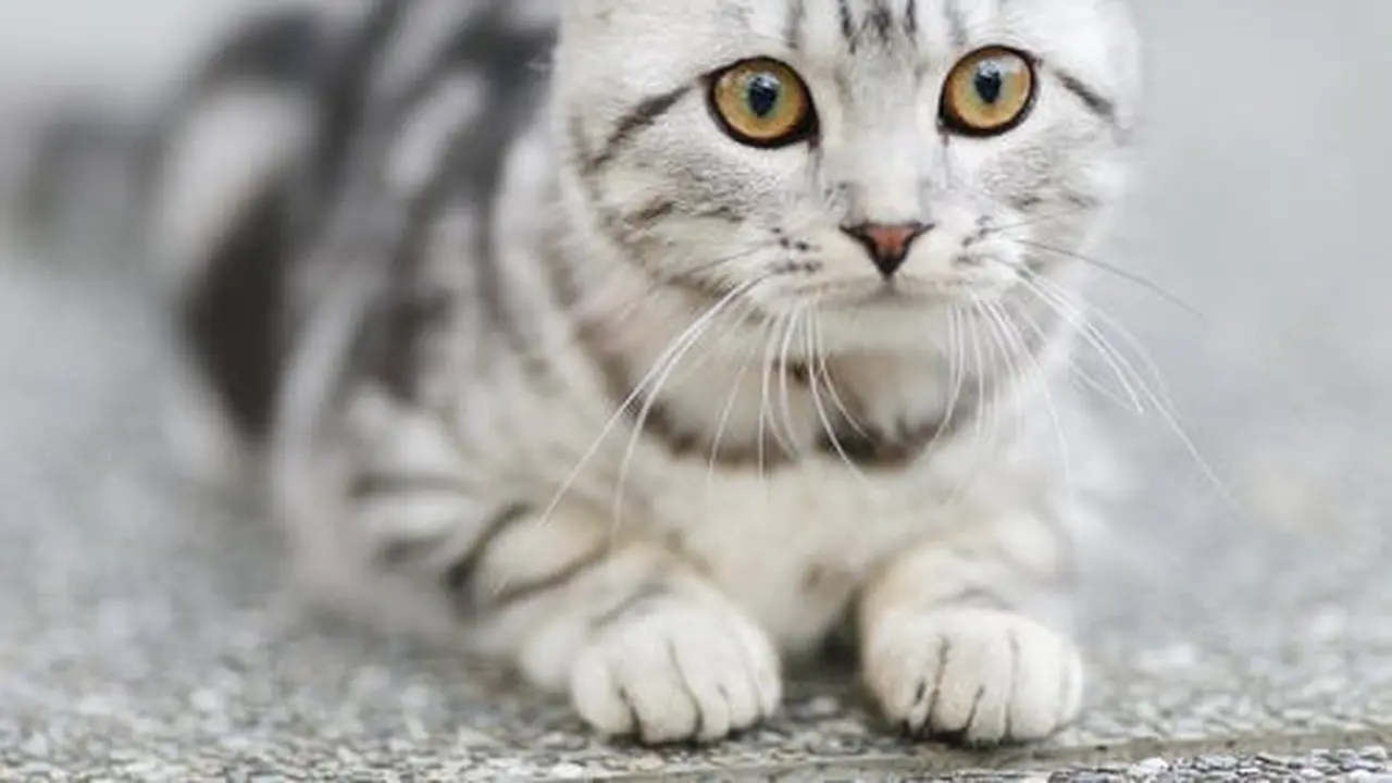 Kucing Mengalami Stres