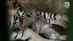Koleksi Taman Margasatwa Medan atau Medan Zoo bertambah dengan kelahiran dua ekor Harimau Benggala.