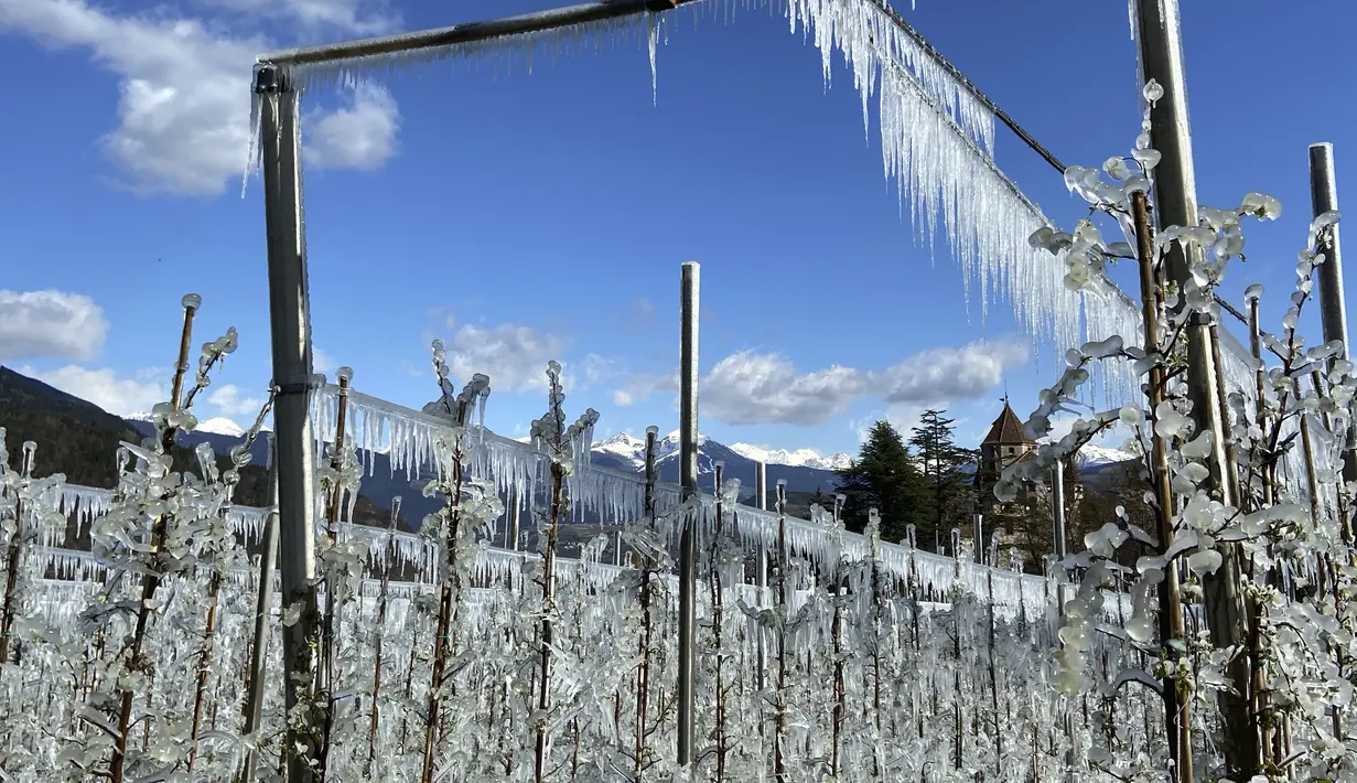 Pohon apel yang dibekukan secara artifisial ditutupi dengan lapisan es yang mencair di atas langit biru dekat Bressanone, di provinsi utara Italia di South Tyrol, Italia (8/4/2021).  (AP Photo/Matthias Schrader)