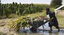 Seorang petani bekerja di perkebunan ganja di distrik Panjwai Kandahar (13/10/2021). Taliban mempertahankan kehadiran psikologis dan fisik yang signifikan di distrik tersebut, dan merebutnya kembali pada 10 Juli 2021, selama serangan Taliban 2021. (AFP/Javed Tanveer)