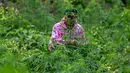 Prajurit Tentara Indonesia  Angkatan Darat bersiap untuk memusnahkan tanaman ganja selama selama penggerebekan ladang ganja di Indrapuri, provinsi Aceh, Sabtu (06/07/2026). (AFP/ Chaideer Mahyuddin)