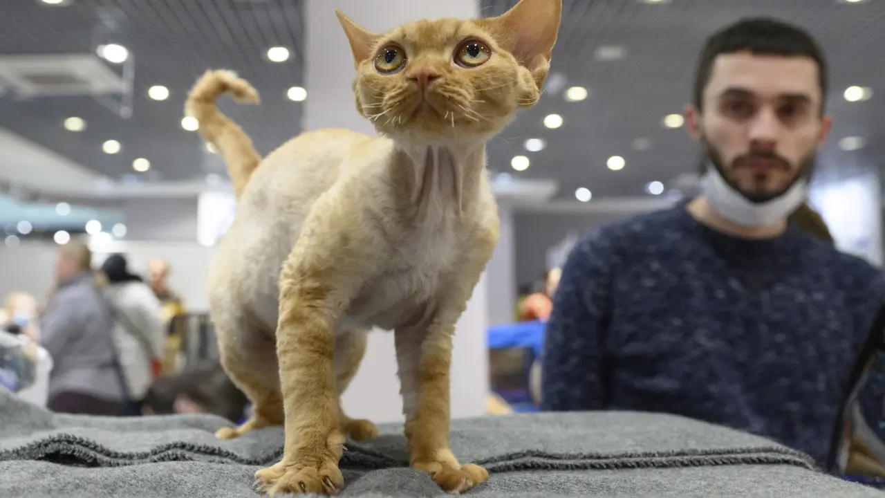 Kontes Kucing Internasional di Rusia