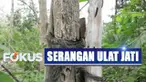 Pihak kepolisian mengimbau agar pengendara tetap tenang dan tidak panik saat kejatuhan ulat agar terhindar dari kecelakaan.