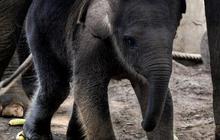 FOTO: Lucunya Bayi Gajah Sumatera Lahir dari Induk Berusia 45 Tahun di Bali Zoo