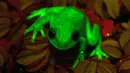 Katak yang dapat menyala di kegelapan baru-baru ini berhasil ditemukan di sebuah wilayah Santa Fe, Argentina, 16 Maret 2017. Ini adalah penemuan pertama di dunia tentang keberadaan katak hijau yang bisa menyala. (C.TABOADA-J.FAIVOVICH/MACN-CONICET/AFP)