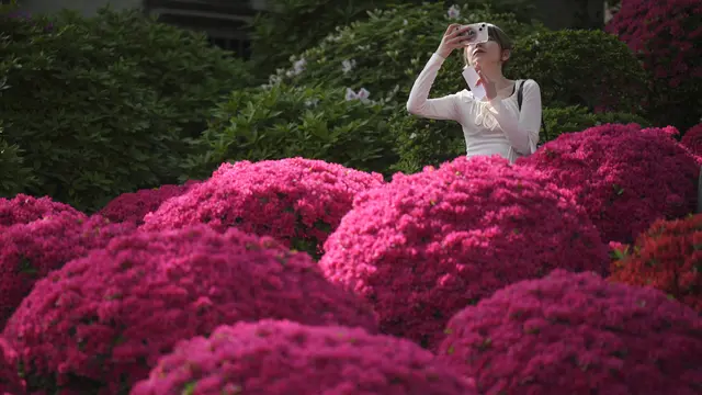 Bunga Azalea Di Kuil Nezu