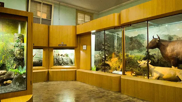 Museum Zoologi Bogor (Foto: kebunraya.id)