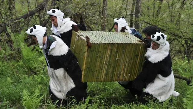 Pengasuh Panda