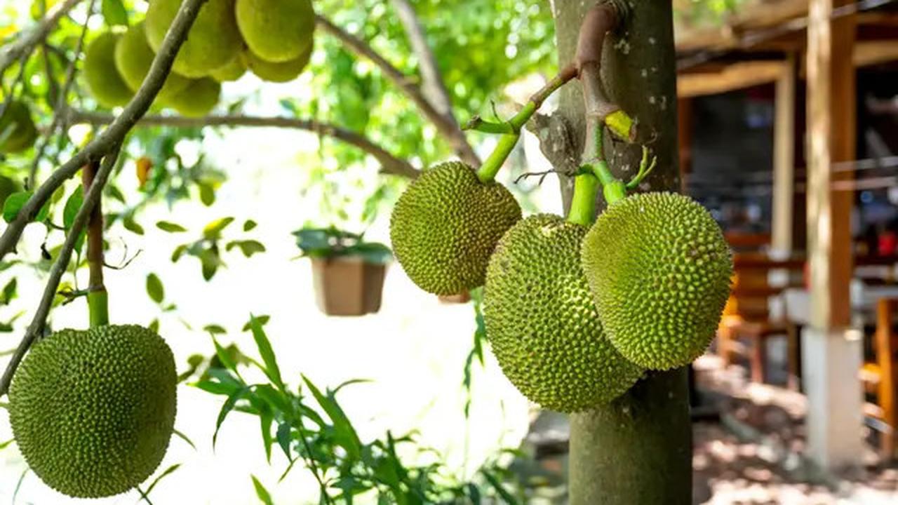 12 Pilihan Pohon Buah untuk Rumah Dekat Sungai agar Tidak Didatangi Ular
