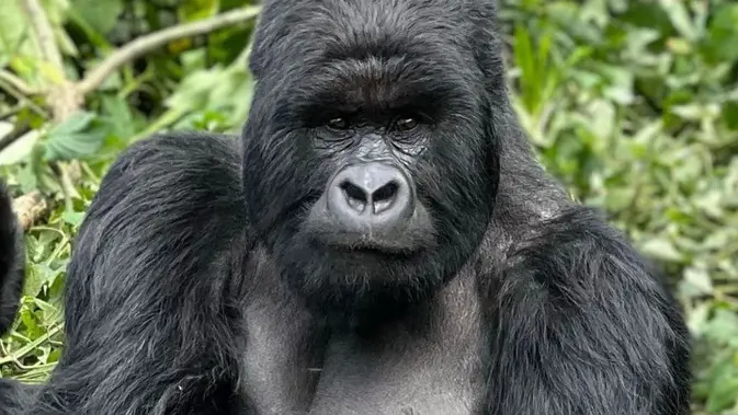 <p>Gorila gunung di Rwanda disebut hampir punah. (Dok: Instagram @rwanda)</p>