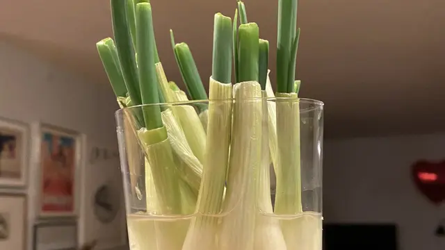 Batang Daun Bawang
