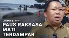Bukan yang pertama kali terjadi, namun fenomena paus terdampar, selalu menggegerkan warga. Kali ini paus sperma ditemukan mati terdampar di pesisir pantai Kota Ternate. Bangkai paus juga menimbulkan bau menyengat.