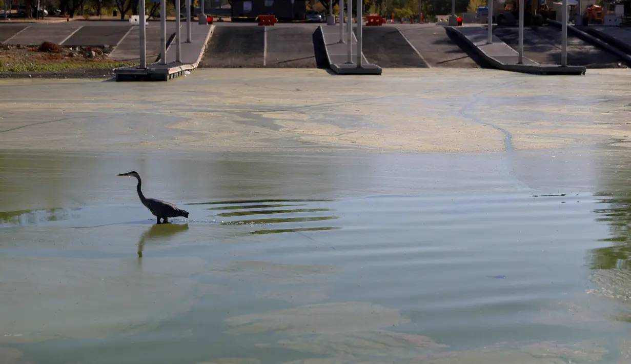 Seekor bangau berjalan di Clear Lake yang tertutup ganggang biru-hijau di Redbud Park, California (26/9/2021). Hampir 300 warga yang tinggal di sekitar Clear Lake menggunakan air danau tersebut untuk memenuhi kebutuhan sehari-hari. (Justin Sullivan/Getty Images/AFP)