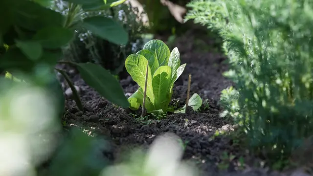 Ilustrasi Tanaman Sawi/Photo by André Lergier on Unsplash