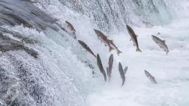 Ikan Salmon Daging Salmon