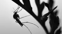 Ilustrasi nyamuk malaria. Foto oleh Laszlo Fatrai dari Pexels.