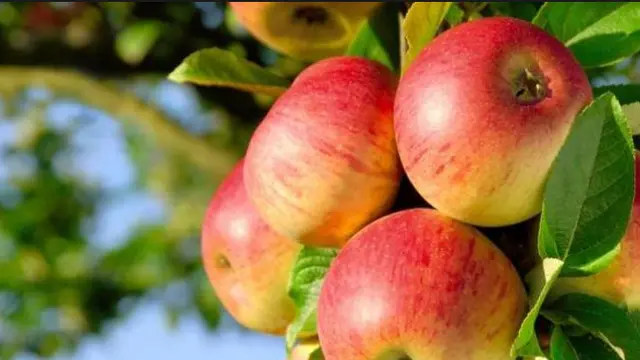 Kementerian Perdagangan (Kemendag) mengeluarkan larangan perdagangan produk apel jenis Granny Smith dan Gala produksi Bidart Bros.