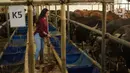 Sales Promotion Girl (SPG) memberi makan hewan kurban di Mal Hewan Qurban H. Doni di Depok, Jawa Barat, Kamis (16/7/2020). Di masa pandemi, mal hewan kurban kembali menggunakan jasa SPG untuk menawarkan sapi dan kambing dengan tetap menerapkan protokol kesehatan. (Liputan6.com/Immanuel Antonius)