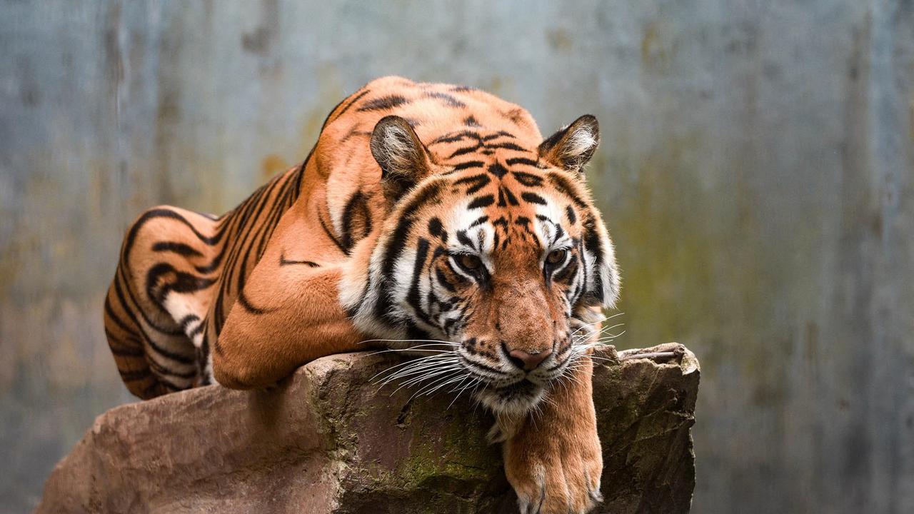 FOTO: Kebun Binatang Bandung Disorot Usai Kematian Dua Anak Harimau Bengal