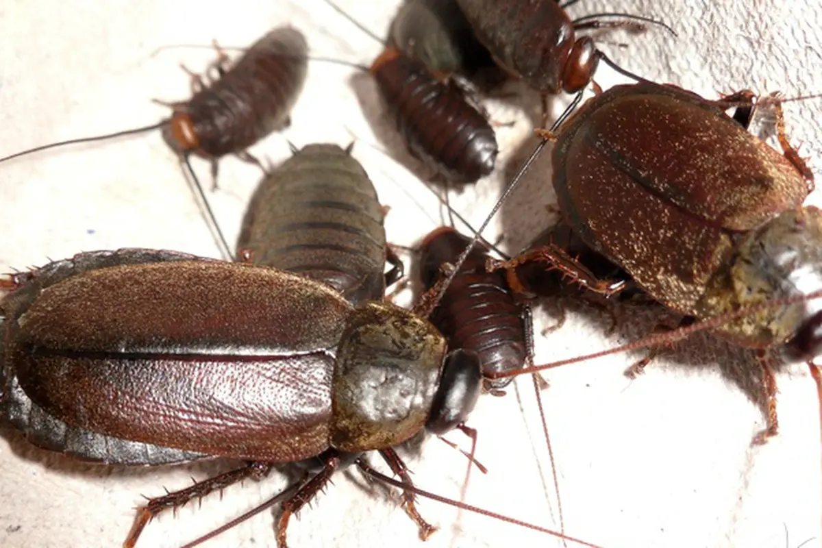 Kecoak Diploptera punctuate