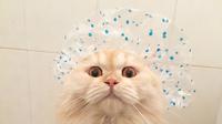 Sebagian besar kucing takut dengan air. Namun tidak bagi kucing yang bernama Meepo