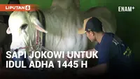 Jokowi Beli Sapi Hampir 100 Juta Untuk Idul Adha