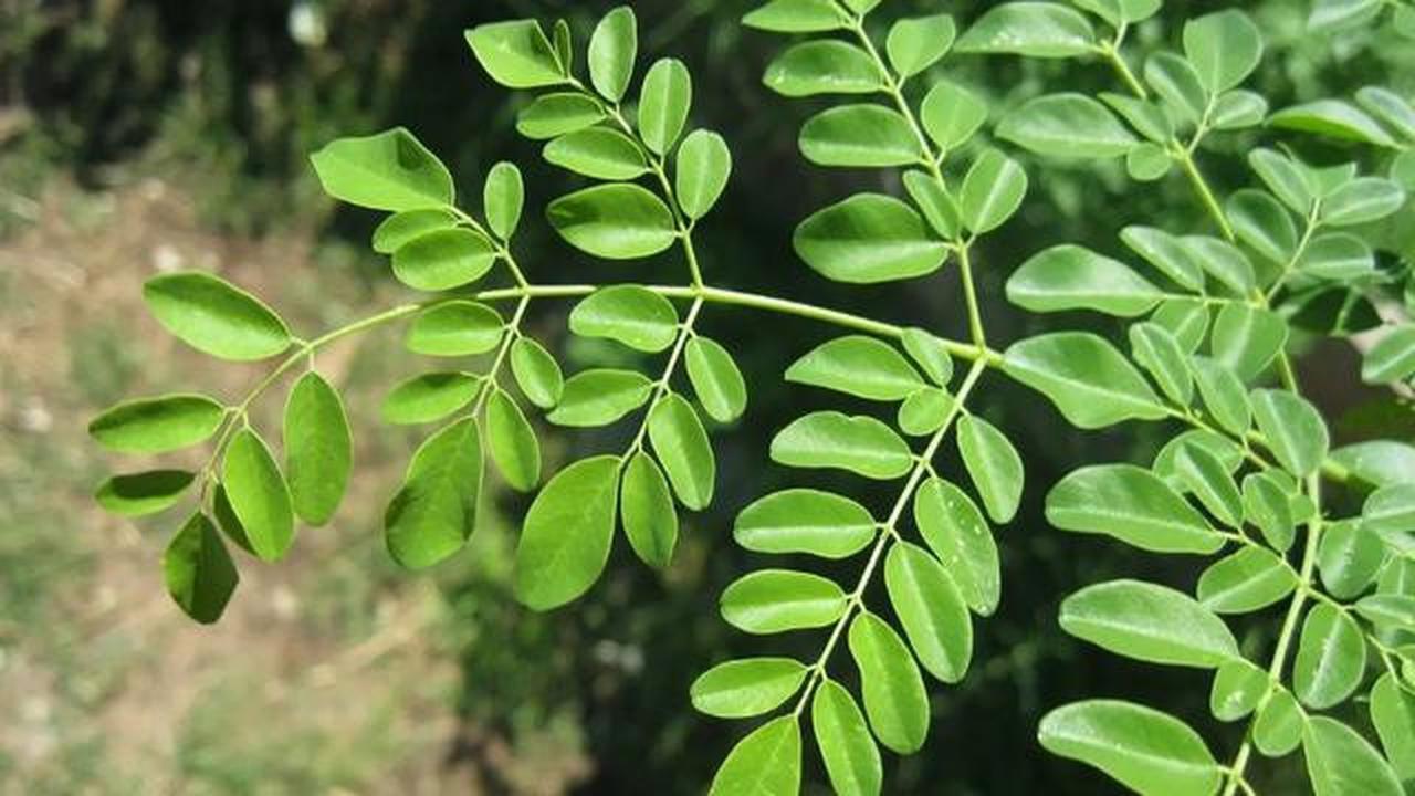 Manfaat Daun Kelor, Tanaman Ajaib yang Lebih dari Sekadar Ramuan Tradisional