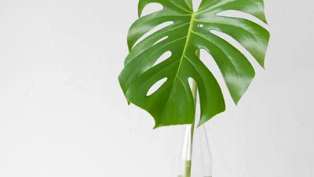Ilustrasi tanaman philodendron