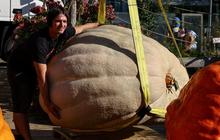 FOTO: Pameran Sayuran Raksasa di Rusia, Labu Parang Seberat 817 Kg Ini Cetak Rekor