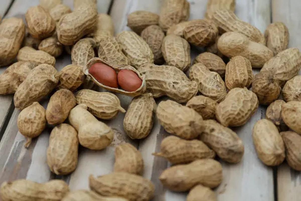 Cara Menyimpan Kacang Tanah Agar Tahan Berbulan-Bulan Seperti Baru Dipanen