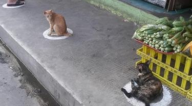 kucing di Filipina jalani physical distancing
