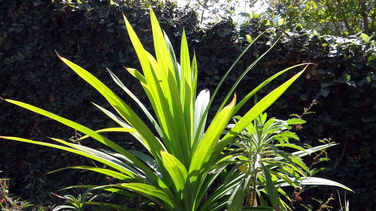 Manfaat Daun Pandan Untuk Kesehatan