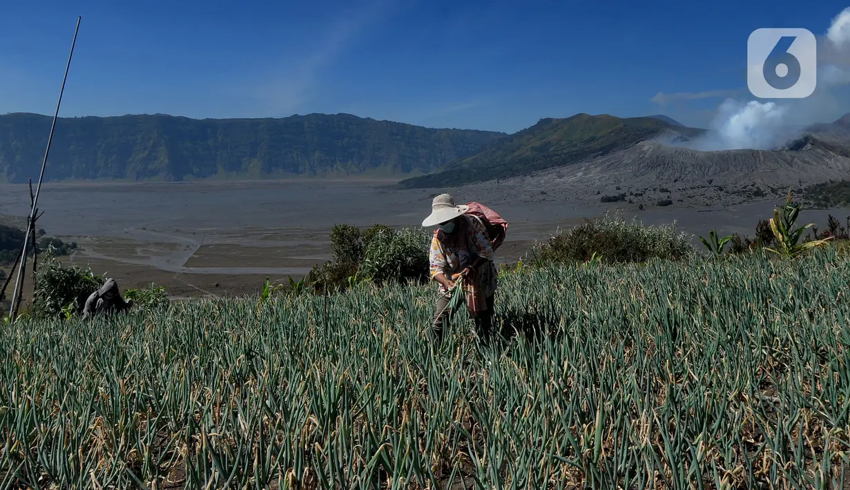 Warga membersihkan rumput liar pada areal kebun bawang dengan latar belakang kaldera Gunung Bromo di kawasan Cemoro Lawang, Probolinggo, Jawa Timur, Kamis (9/9/2021).  Kawasan kaldera Gunung Bromo dan hamparan pasir yang masih ditutup karena pemberlakuan PPKM Darurat. (merdeka.com/Arie Basuki)