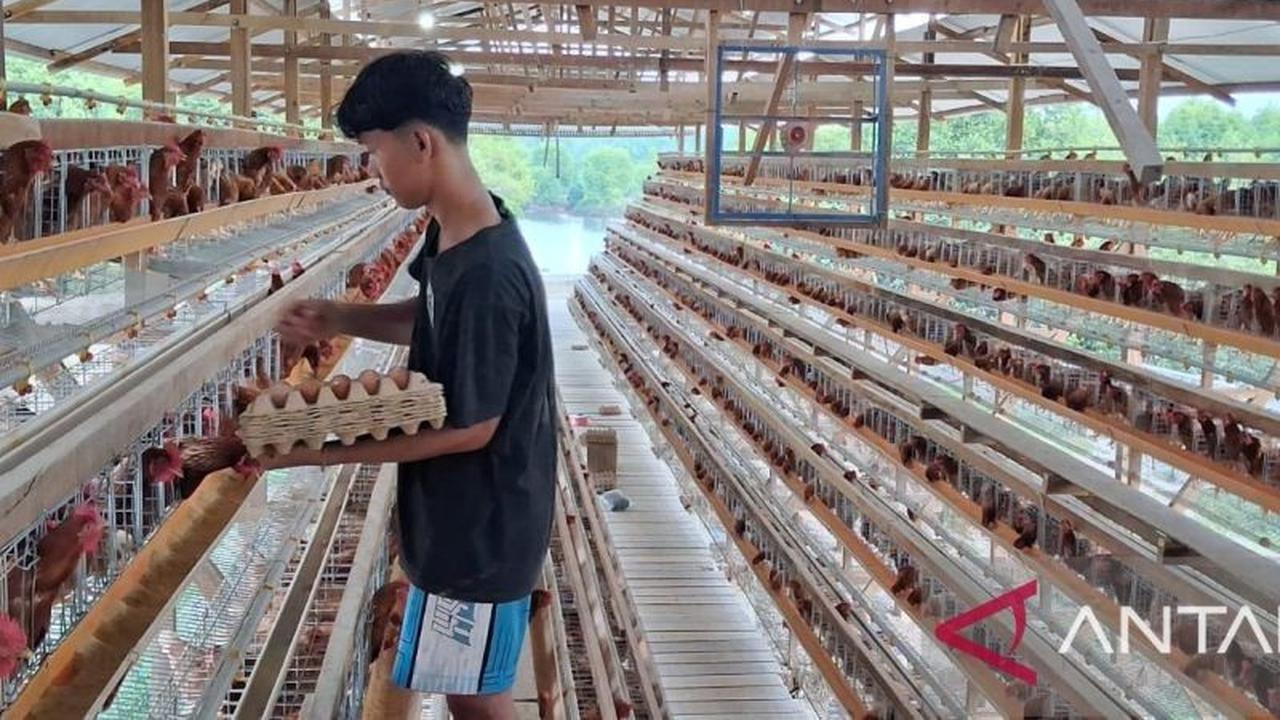 Wakil Ketua DPRK Aceh Tamiang Dorong Potensi Ternak Ayam Petelur untuk Pemulihan Ekonomi Pasca Bencana