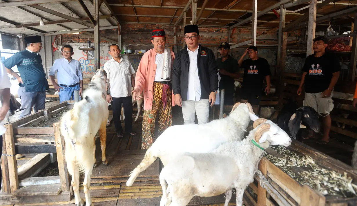 Ridwan Kamil menemui Himpunan Pedagang Kambing Tanah Abang dan tokoh masyarakat setempat untuk melakukan audiensi di tengah pasar kambing. (merdeka.com/Arie Basuki)